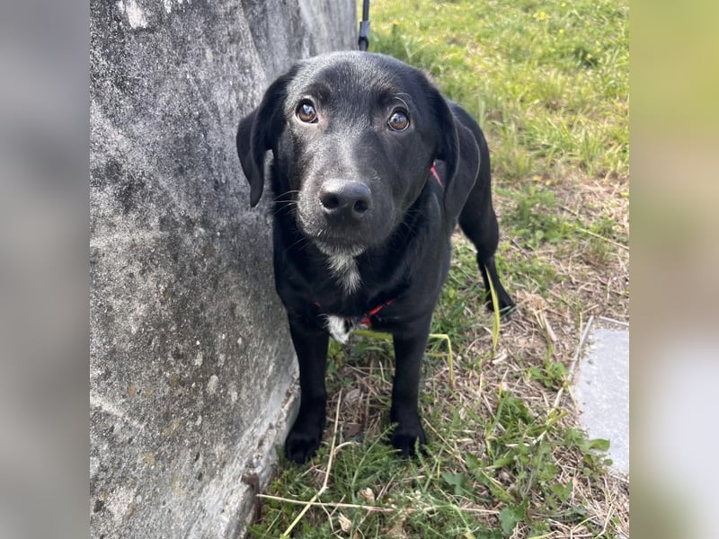 Black - lustiger Welpenbub sucht seine Familie