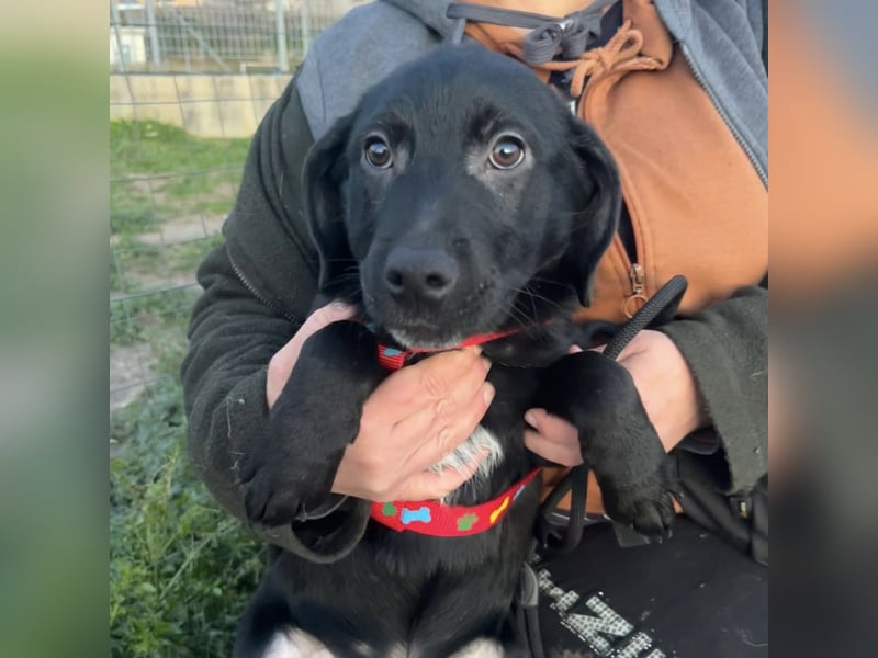 Black - lustiger Welpenbub sucht seine Familie