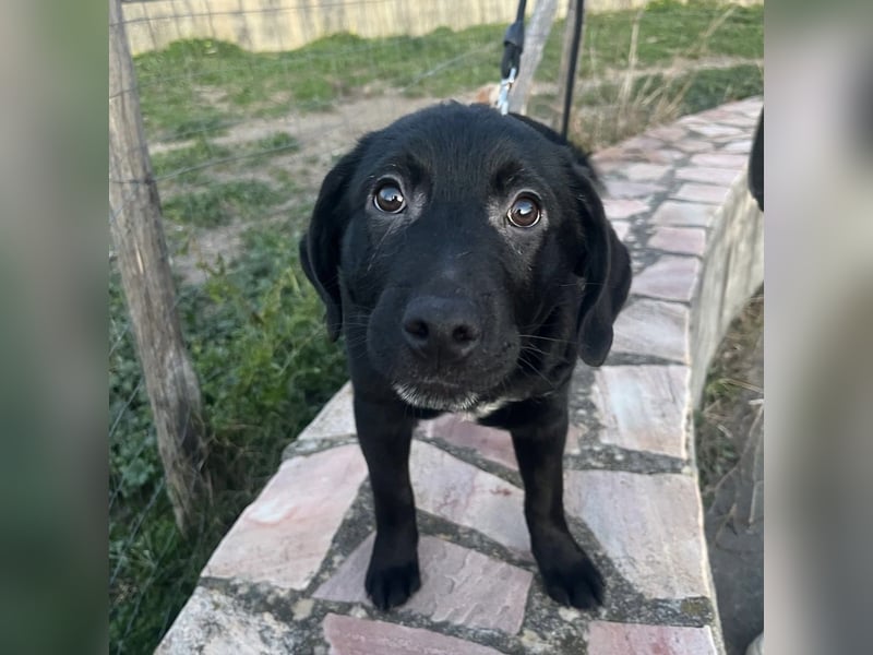 Black - lustiger Welpenbub sucht seine Familie