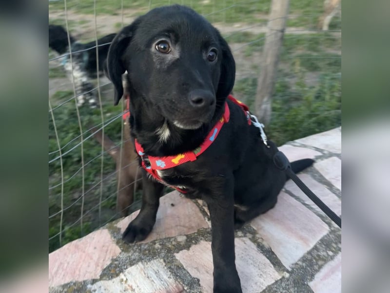 Black - lustiger Welpenbub sucht seine Familie