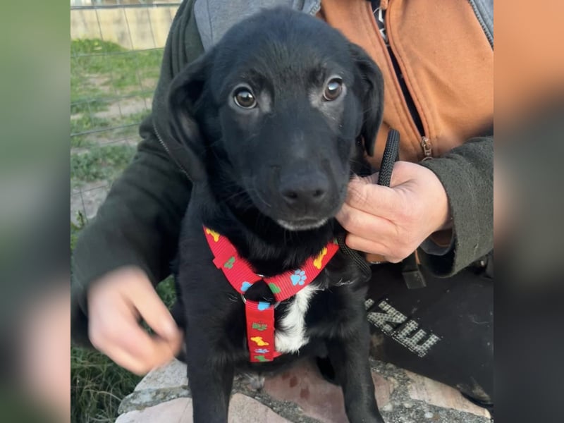 Black - lustiger Welpenbub sucht seine Familie