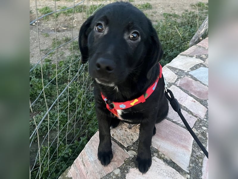 Black - lustiger Welpenbub sucht seine Familie