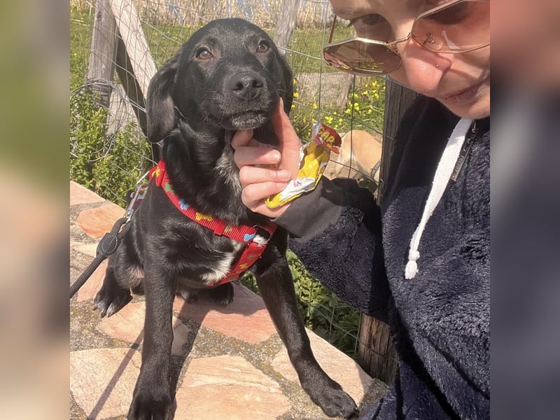 Black - lustiger Welpenbub sucht seine Familie