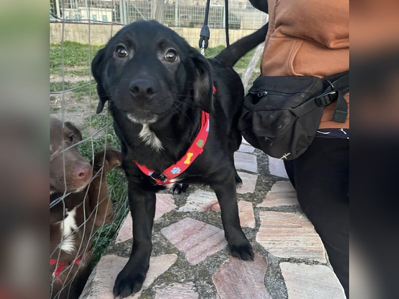 Black - lustiger Welpenbub sucht seine Familie