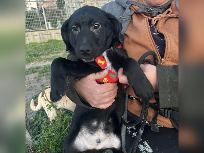 Black - lustiger Welpenbub sucht seine Familie