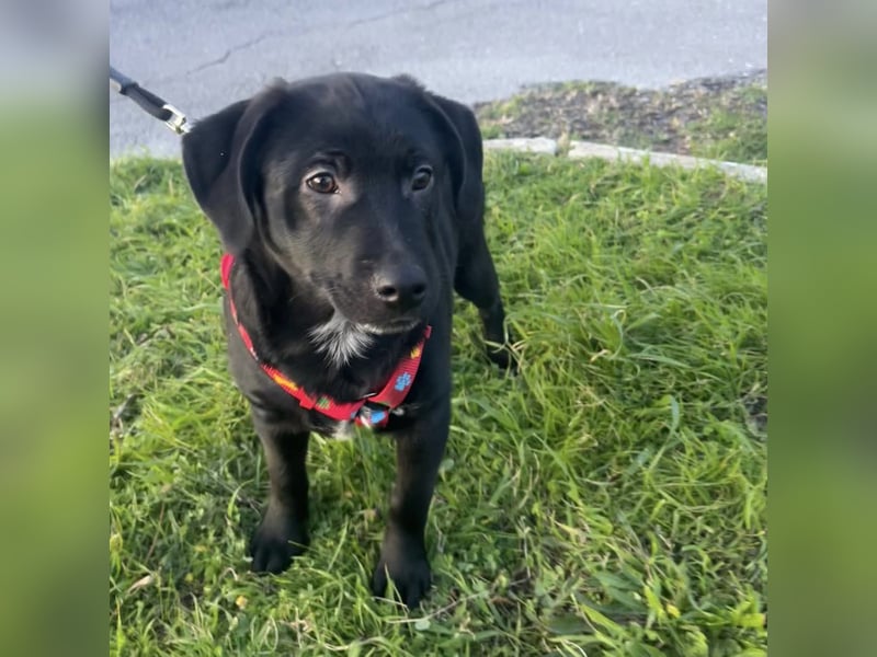 Black - lustiger Welpenbub sucht seine Familie