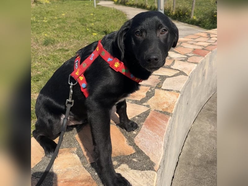 Black - lustiger Welpenbub sucht seine Familie