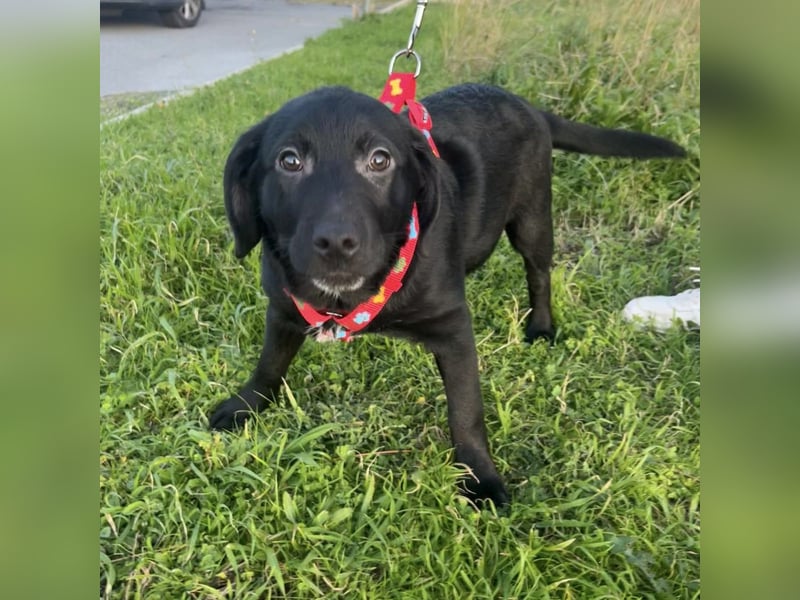 Black - lustiger Welpenbub sucht seine Familie