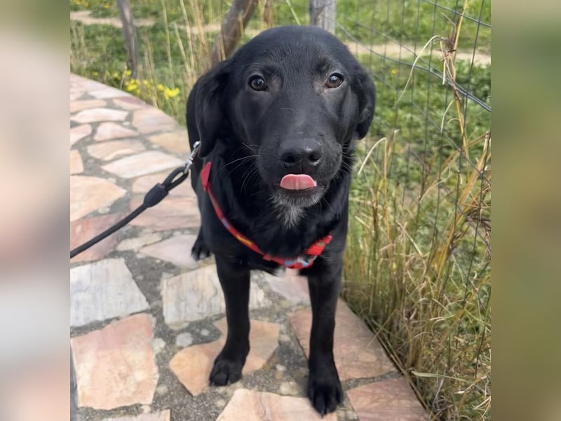 Black - lustiger Welpenbub sucht seine Familie