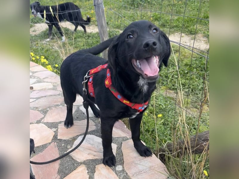 Black - lustiger Welpenbub sucht seine Familie