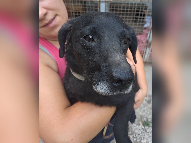 JACK ca. 7 J. liebenswerter Beagle-Labbimix-Rüde sucht