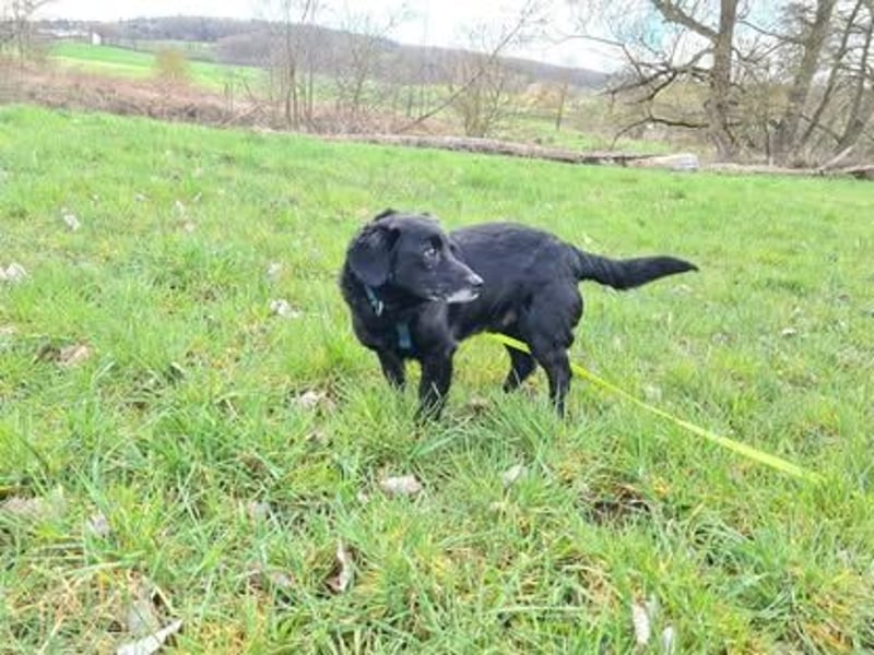 JACK ca. 7 J. liebenswerter Beagle-Labbimix-Rüde sucht