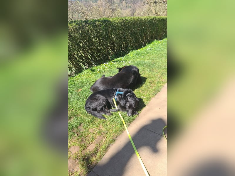 JACK ca. 7 J. liebenswerter Beagle-Labbimix-Rüde sucht