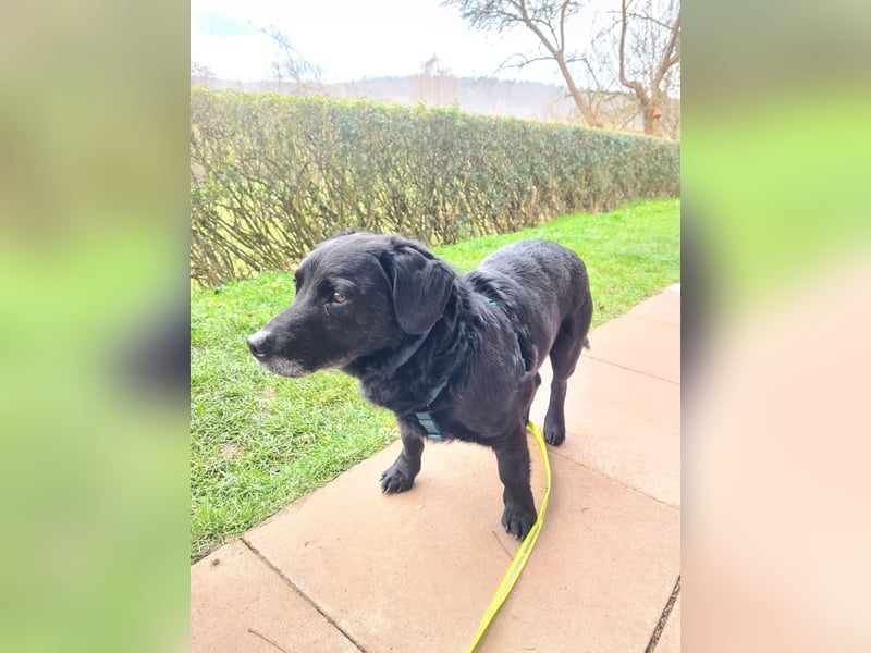 JACK ca. 7 J. liebenswerter Beagle-Labbimix-Rüde sucht