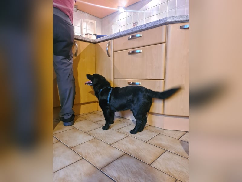 JACK ca. 7 J. liebenswerter Beagle-Labbimix-Rüde sucht