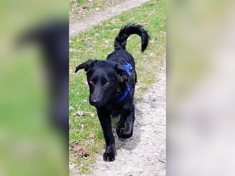 Schlauer Pino sucht Zuhause auf Lebenszeit