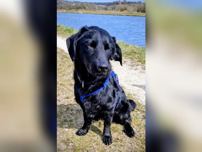 Schlauer Pino sucht Zuhause auf Lebenszeit