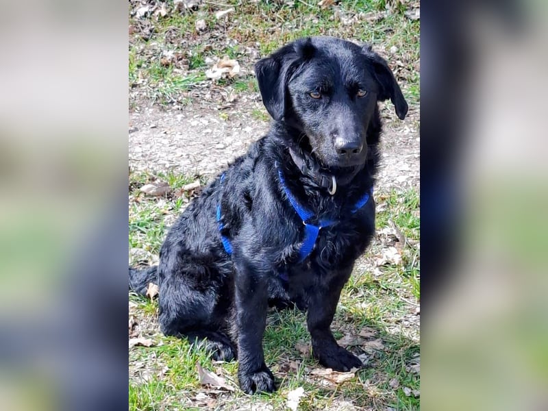 Schlauer Pino sucht Zuhause auf Lebenszeit