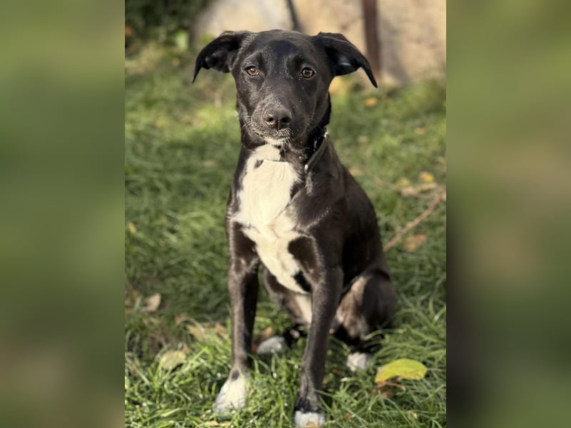 Süße Valea sucht ein Zuhause Süße Valea sucht ein Zuhause