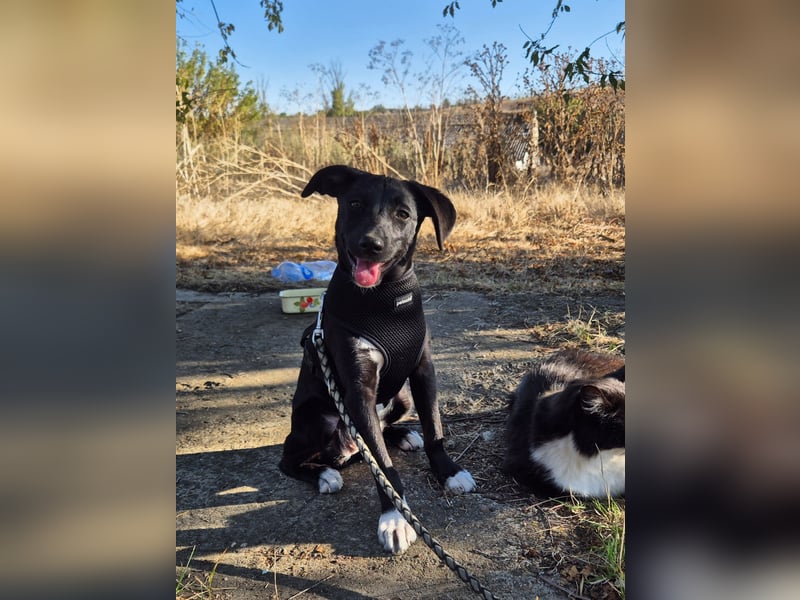 Süße Valea sucht ein Zuhause Süße Valea sucht ein Zuhause