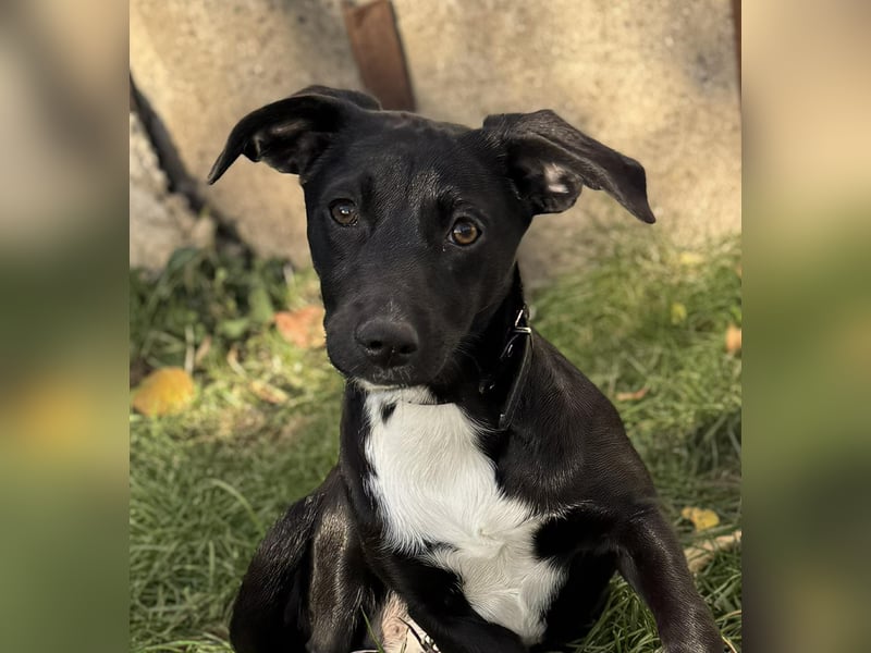 Süße Valea sucht ein Zuhause Süße Valea sucht ein Zuhause