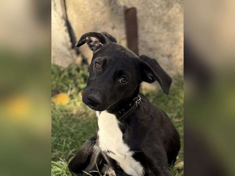 Süße Valea sucht ein Zuhause Süße Valea sucht ein Zuhause