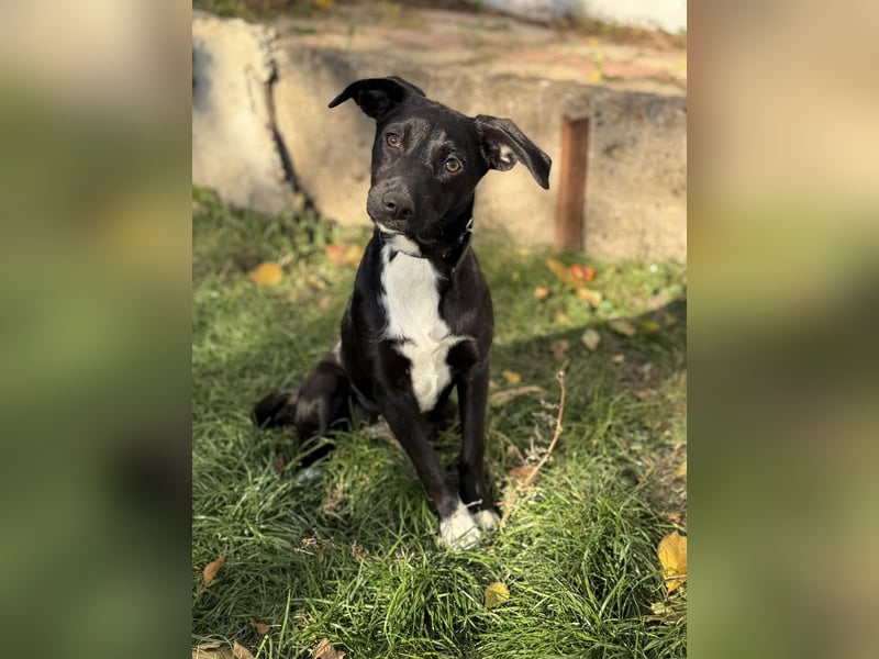 Süße Valea sucht ein Zuhause Süße Valea sucht ein Zuhause