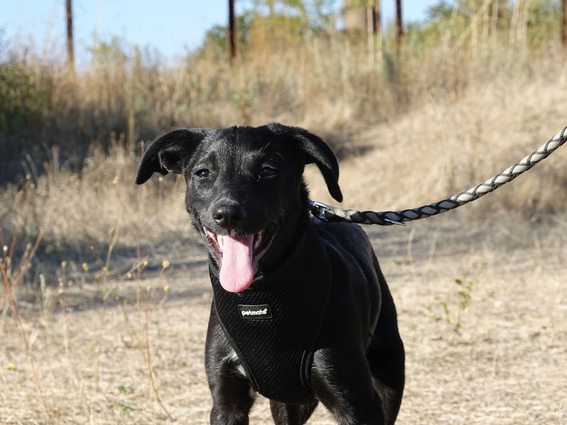 Süße Valea sucht ein Zuhause Süße Valea sucht ein Zuhause