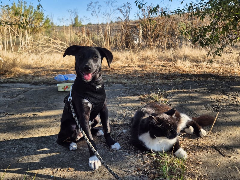 Süße Valea sucht ein Zuhause Süße Valea sucht ein Zuhause