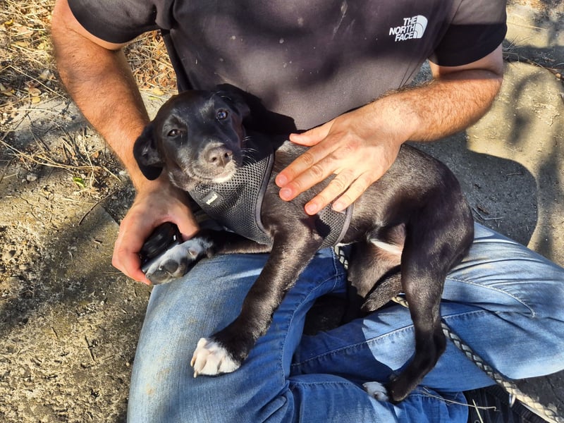 Süße Valea sucht ein Zuhause Süße Valea sucht ein Zuhause