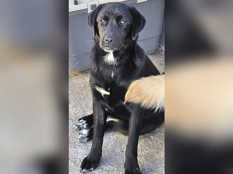 Sehr soziale kinderliebe Minilabradormix Hündin Blacky möchte Rumänien verlassen