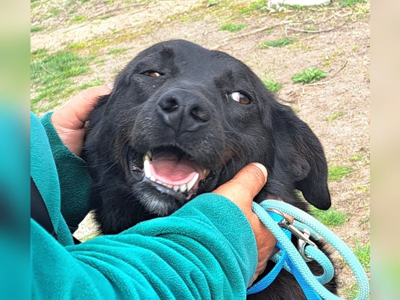 Rüde Plenn möchte Rumänien schnell verlassen