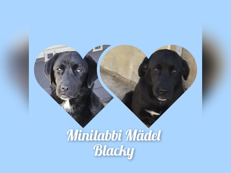 Sehr soziale kinderliebe Minilabradormix Hündin Blacky möchte Rumänien verlassen