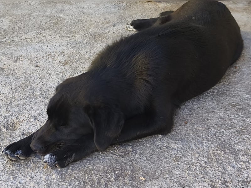 Sehr soziale kinderliebe Minilabradormix Hündin Blacky möchte Rumänien verlassen