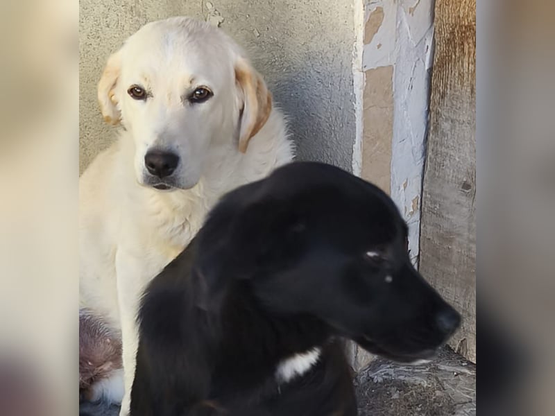 Sehr soziale kinderliebe Minilabradormix Hündin Blacky möchte Rumänien verlassen