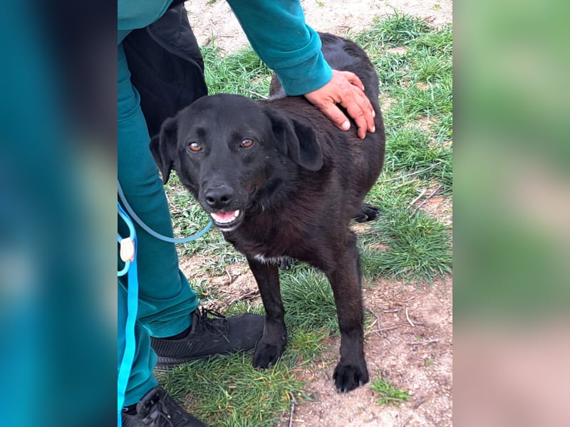 Rüde Plenn möchte Rumänien schnell verlassen