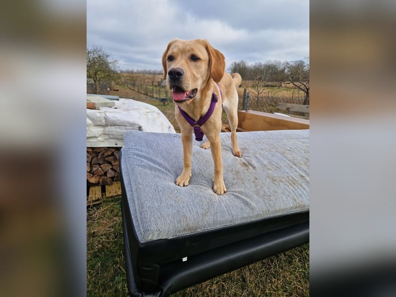 Wurfplanung für 2026/2027 - reinrassige Labrador Welpen