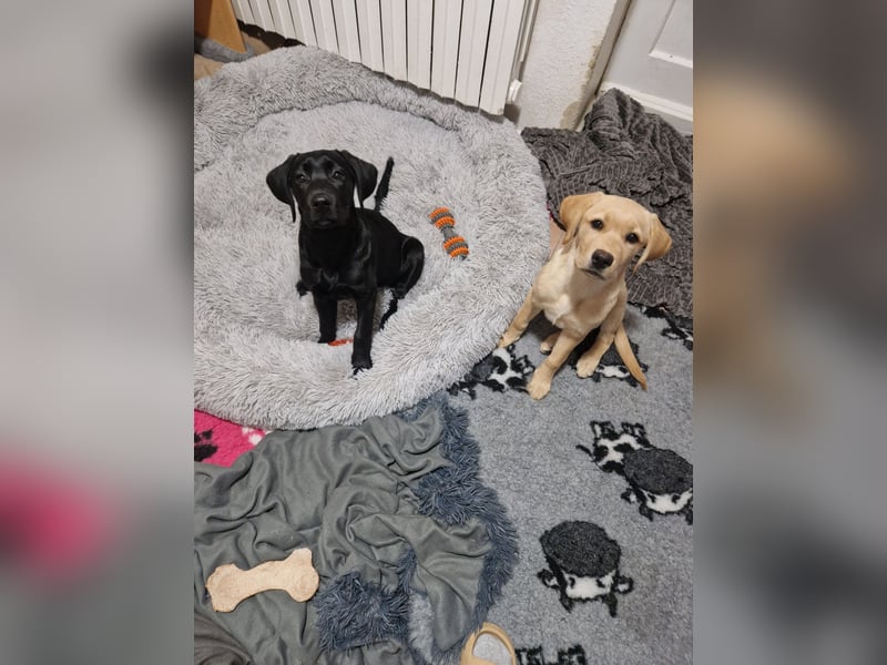 Wurfplanung für 2026/2027 - reinrassige Labrador Welpen