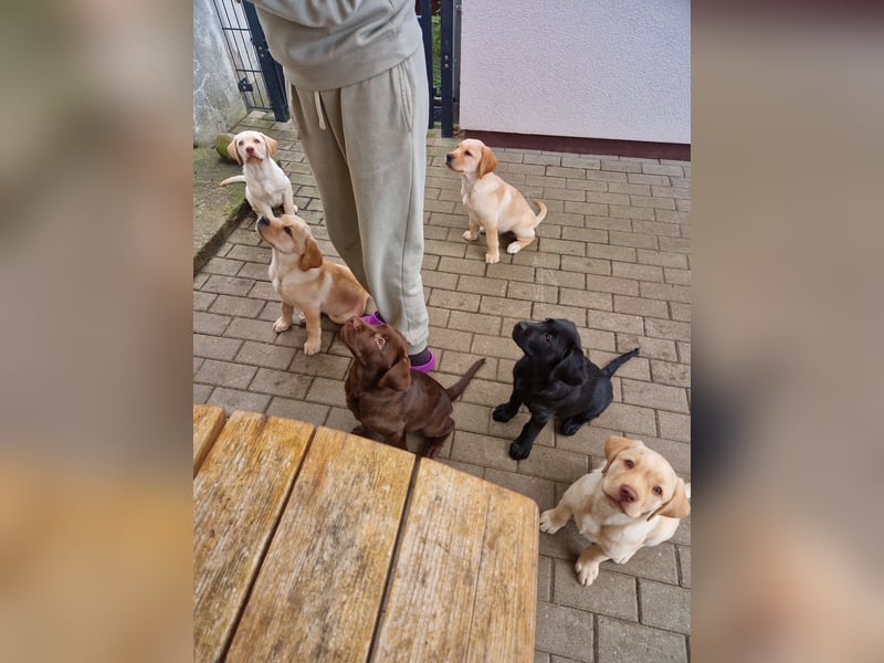 Wurfplanung für 2026/2027 - reinrassige Labrador Welpen