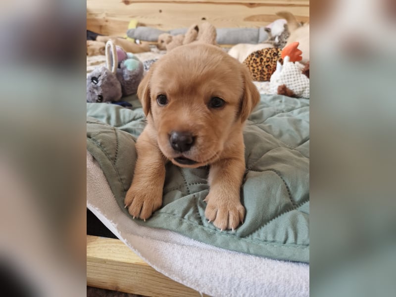 Wurfplanung für 2026/2027 - reinrassige Labrador Welpen