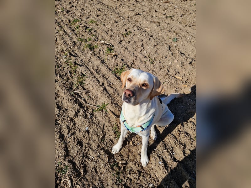 Wurfplanung für 2026/2027 - reinrassige Labrador Welpen