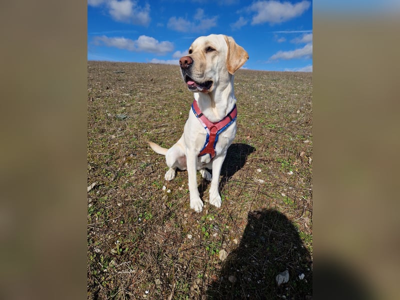 Wurfplanung für 2026/2027 - reinrassige Labrador Welpen