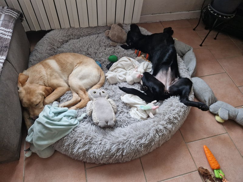 Wurfplanung für 2026/2027 - reinrassige Labrador Welpen