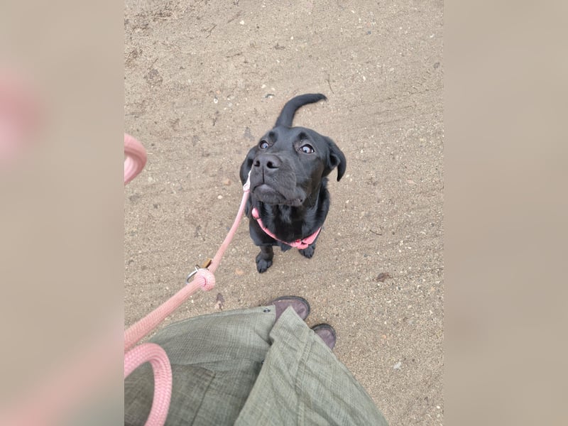 Wurfplanung für 2026/2027 - reinrassige Labrador Welpen