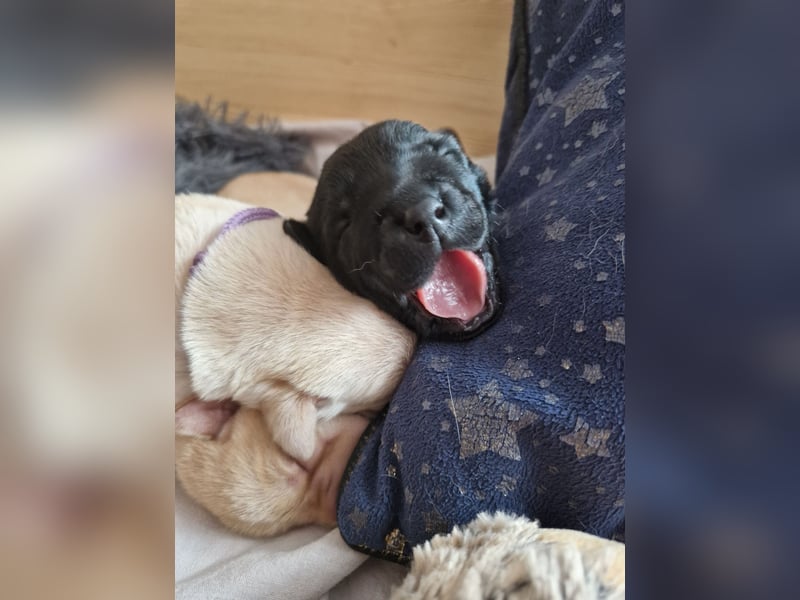 Wurfplanung für 2026/2027 - reinrassige Labrador Welpen