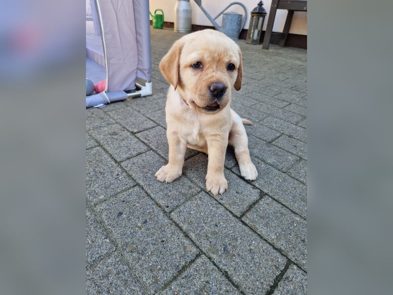Wurfplanung für 2026/2027 - reinrassige Labrador Welpen