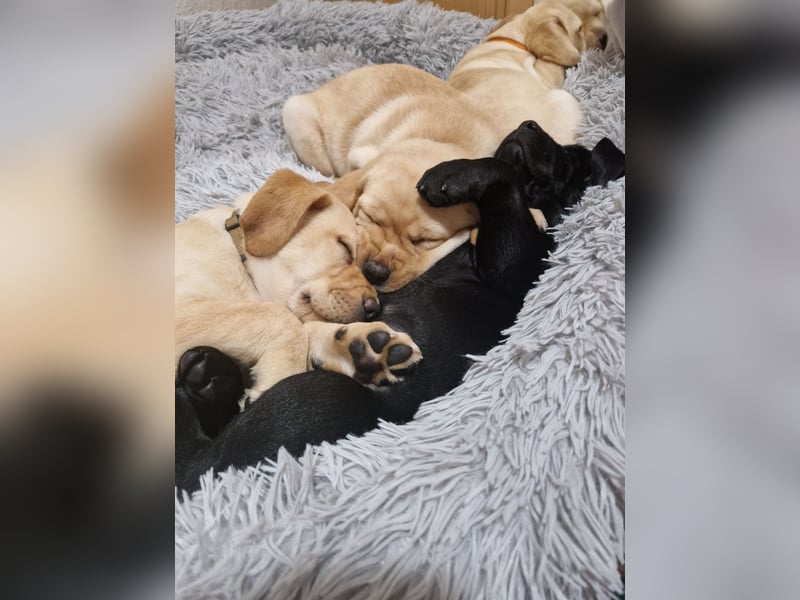 Wurfplanung für 2026/2027 - reinrassige Labrador Welpen