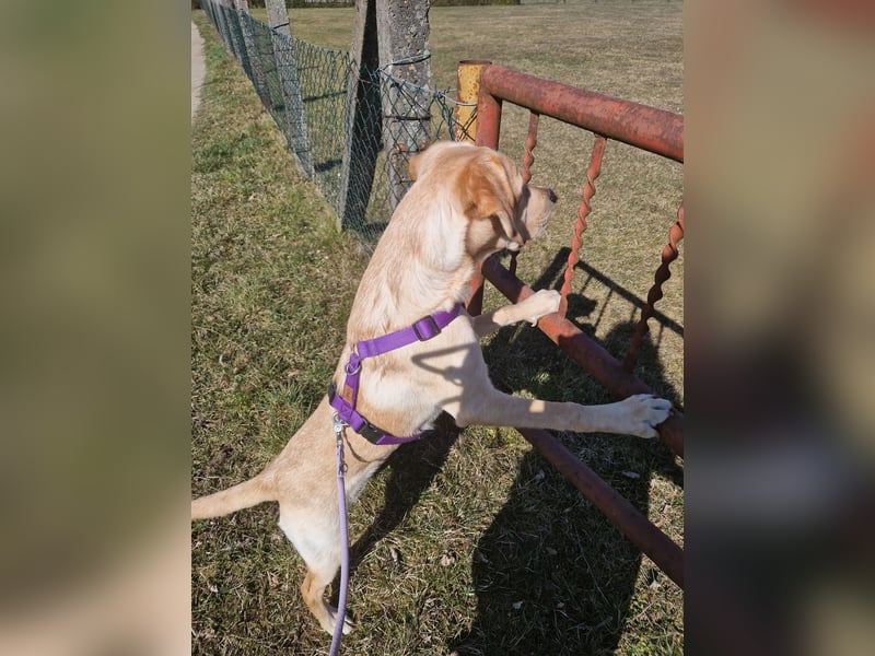 Wurfplanung für 2026/2027 - reinrassige Labrador Welpen