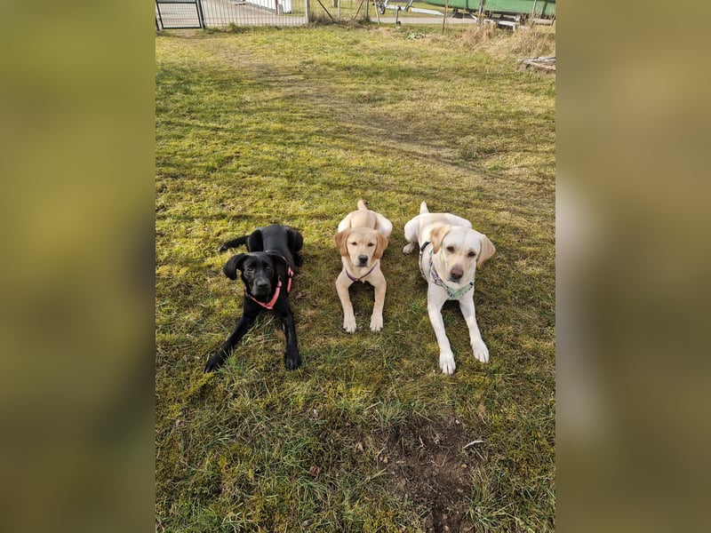 Wurfplanung für 2026/2027 - reinrassige Labrador Welpen