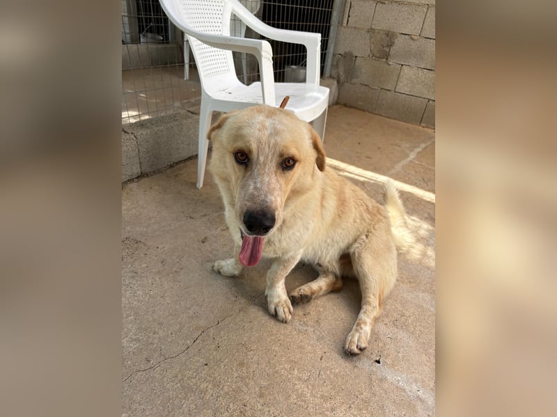 Kleine Grinsebacke BERTI (2 Jahre) sucht eine Familie!